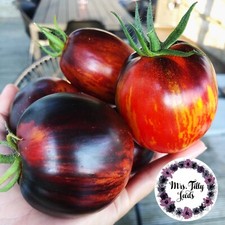 Stabtomate INDIGO BLUE Tomatensamen 10 Samen samenfeste einzigartige Sorte