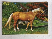 AK Postkarte Pferde, Verlag teNeues, Palomino, Anglo-Araber