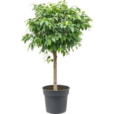 Birkenfeige - Ficus Benjamina - Zimmerpflanze - Grünpflanze - pflegeleicht