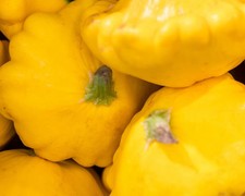 * Gelber Patisson Samen, Ufo-Squash, gelb, Patty Pan Squash