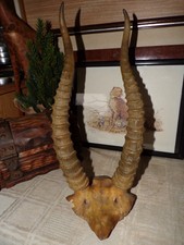 Antike ZIEGENHÖRNER SCHÄDEL TAXIDERMIE