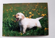 Postkarte AK Hund Golden Retriever Welpen mit Löwenzahn