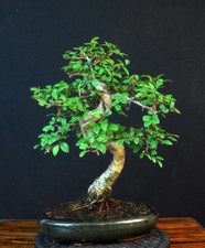 BONSAI CHINESISCHE ULME ULMUS PARVIFOLIA INDOOR BAUM PFLEGELEICHT !!!