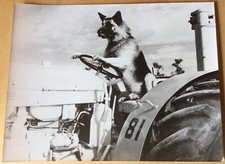 IN 48 STUNDEN Schäferhund German Shepard Glenn Ford Stella Stevens Pressefoto