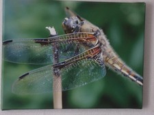 Wandbild Fotodruck Leinwand Libelle Wanddeko Unikat Deko Fotografie Fotokunst