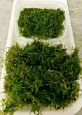 Javamoos in 200ml Dose, große Portion Javamoos, jede Woche frische Lieferung!