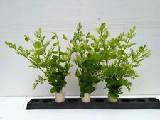 2 in 1 Bundpflanzen.  Aquariumpflanzen Wasserpflanzen  Holländischer Stil 1 Bund