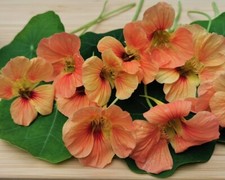 *TIP TOP APRICOT* Kapuzinerkresse Samen, kleinbleibende Sorte für Balkon