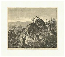 Zwei Rivalen im Kampfe Deiker Rehe Hirsche Tiere Geweih Wiese Holzstich E 4707