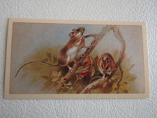 John Player Kapazität 1983 ~ britische Säugetiere (ich G PLC) Card Varianten (e18)