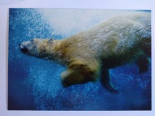 Eisbär Schwimmen Digitalkamera Magazin Promo Postkarte