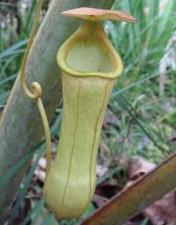SAMEN fleischfressende Zimmerpflanze Wintergarten Balkon Terrasse KANNEN-PFLA