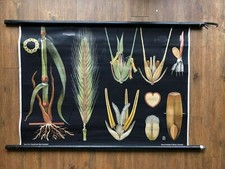 Vintage Antik Deutsche Roll Down Schautafel. Anatomie von Roggen Vollkorn-Backen.