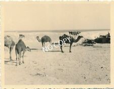 Foto WK II Stützpunkt in Wüste Panzer & Kamele Lybien Afrika Corps 1941 E1.18