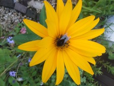 Staude, winterhart, leuchtend gelbe Staudensonnenblume, 4 Sämlinge