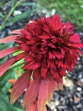 Echinacea heiße Papaya 20 Samen mehrjährige Gartenpflanzen