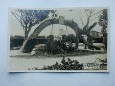 Alte Gummibaum glenels South Australia Vintage RP Kodak Echte Foto Postkarte