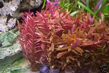 Kleine Rotala Aquariumpflanzen Wasserpflanzen Pflanze Aquarium