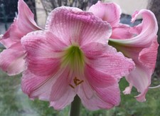 german lessons  ONLINE Deutsch-Unterricht für ERWACHSENE  / DaZ / DaF