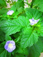 Samen meiner Blaue Lampionblume vertreibt Ungeziefer