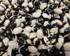 *Ying Yang* Buschbohnen Samen, Buschbohne, Zwiebohne, Phaseolus vulgaris