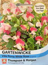 Gartenwicke 'Villa Roma White Rose' - Lathyrus odoratus, Duftwicke, Samen, 38780