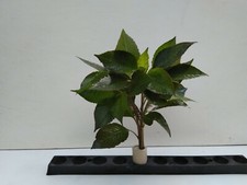 1 Bund Hygrophila Corymbosa Stricta Wasserpflanzen Aquarium