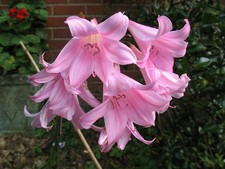 @//(◕‿◕)\@ Amaryllis belladonna  - Jerseylilie #