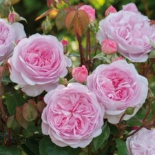 Englische Rose Olivia Rose Austin ® , Ausmixture ® David Austin , 2014 - Co. 5 L