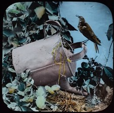 Magic Latern Rutsche NEUGIERIGER NISTPLATZ IN EINER BEWÄSSERUNGSDOSE C1890 FOTO VÖGEL