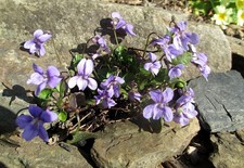 3 x Rossveilchen aus meinem Biogarten_Viola canina_ohne Duft_mehrjährig