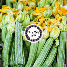 Zucchini 'COSTATA ROMANESCO' samenfeste seltene HISTORISCHE SORTE 10 Samen beste