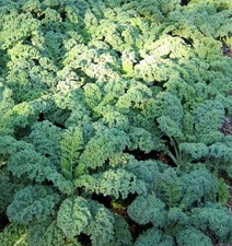 250 Samen Grünkohl Halbhoher grüner Krauser Kohl Krauskohl Kale Federkohl