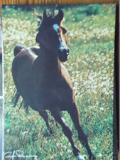 Pferdepostkarte Pferd Postkarte AK Araber?