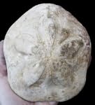 Clypeaster sp Seeigel Fossil (Fossilien) OU327