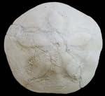 Clypeaster cerullii Seeigel Fossil (Fossilien) OU295