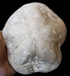 Clypeaster tauricus Seeigel Fossil (Fossilien) OU328