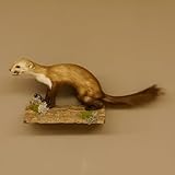 GTK - Geweihe & Trophäen KRUMHOLZ Steinmarder Marder auf AST Präparat Taxidermy Deko Tierpräparat 89.5.217
