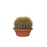 Plant in a Box - Echinocactus grusonii - Goldkugelkaktus - Kaktus – Topf 25 cm – Höhe 25–35 cm