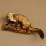 GTK - Geweihe & Trophäen KRUMHOLZ Marder auf AST Präparat Taxidermy Deko Tierpräparat 89.5.208