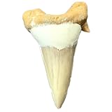 Steinfixx® exclusiver versteinerter XL Urzeit Haifischzahn | Fossilien I Top Qualität I unbehandelt I naturbelassen (1)