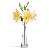 ComSaf Schmale Zylinderische Glasvesen, Transparente Dekovasen für einzelne Blume