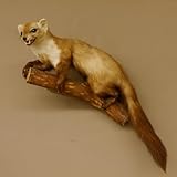 GTK - Geweihe & Trophäen KRUMHOLZ Steinmarder Marder mit offenem Fang auf AST Präparat Taxidermy Deko Tierpräparat 89.5.200