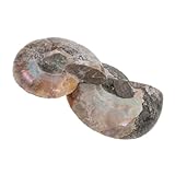 Housoutil Muschel Fossilienset 2 Stück Ammonitenschalen 2-3cm Natürlich Gespalten Mit Ammolit Muster Und Mondstein Effekt Sammlerstück Für Kinder Paläontologie Ausgrabung