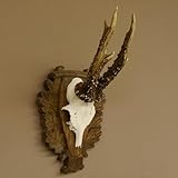 GTK - Geweihe & Trophäen KRUMHOLZ Rehgeweih REH Geweih Gehörn Rehbock Trophäe auf geschnitztem Trophäenschild 606.131