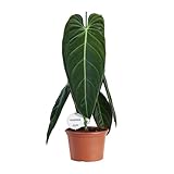 Philodendron Melanochrysum – Zimmerpflanze – Ø21cm – 75cm – Exotisches Klettergewächs mit samtigen Blättern – Pflegeleicht & luftreinigend – Für Wohnzimmer & Büro