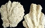 Lochgestein Muschel, Aquarium-deko, echtes Naturprodukt wunderschöne Deko versteinerte Muschel