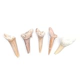 ANCLLO 5 Stück natürliche fossile Haifischzahn-Exemplare Natursteine für Bildung, Heimdekoration, Zähne, Fossilien, Kindergeschenk