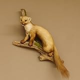 GTK - Geweihe & Trophäen KRUMHOLZ Steinmarder Marder auf Ast offener Fang Präparat Deko Tierpräparat 89.5.226