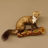 GTK - Geweihe & Trophäen KRUMHOLZ Marder auf AST Präparat Taxidermy Deko Tierpräparat 89.5.206